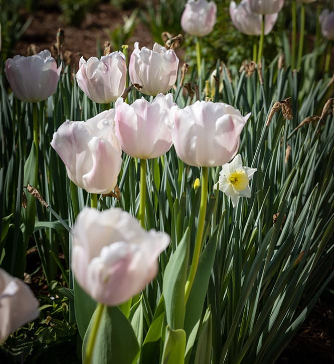 Moore Farms Botanical Garden