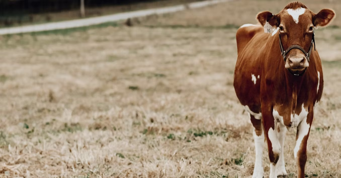 Heritage Farm and Dairy