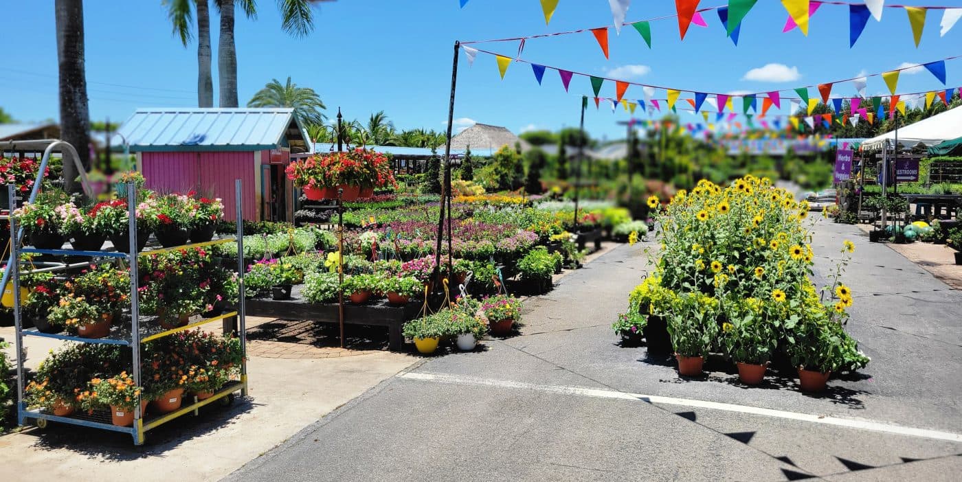 Flamingo Road Nursery