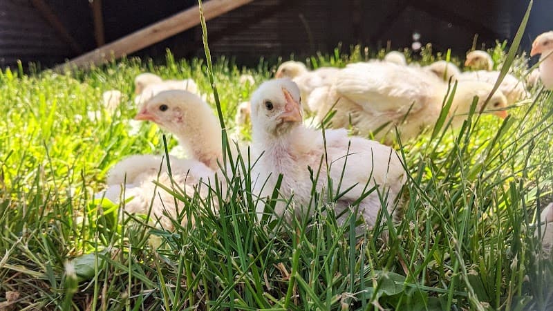 Triple R Pastures Cincinnati Pickup