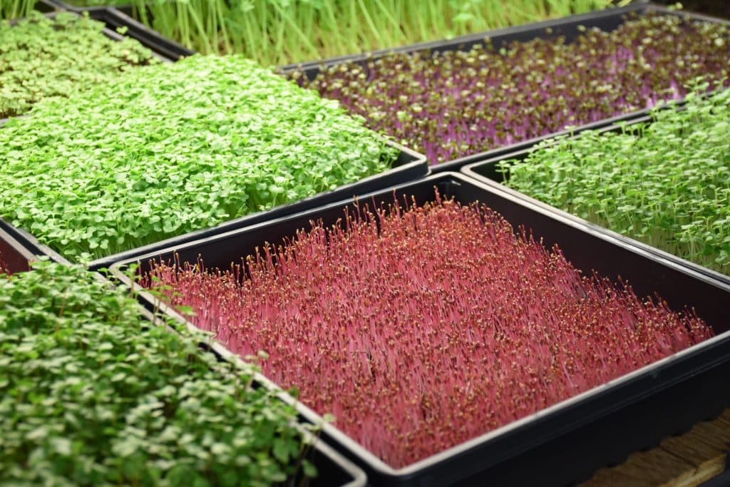 SuperCharge! Foods Microgreens - Madison