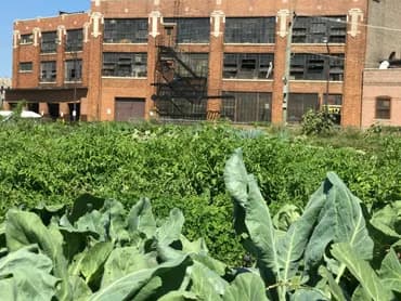 City Farm Chicago