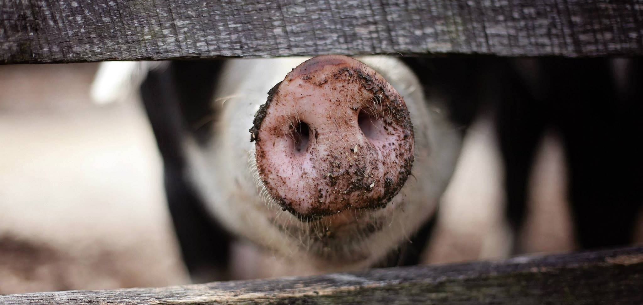 Arnosti Farm Connections