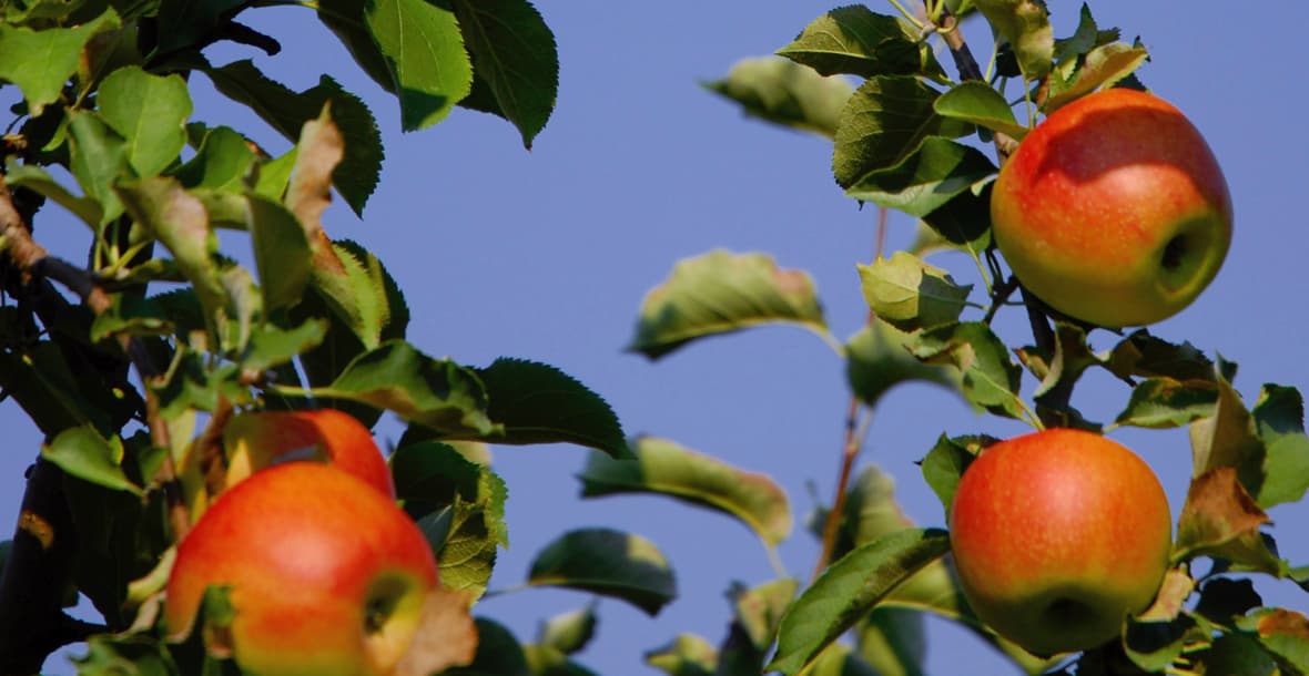 Blackman Homestead Farm