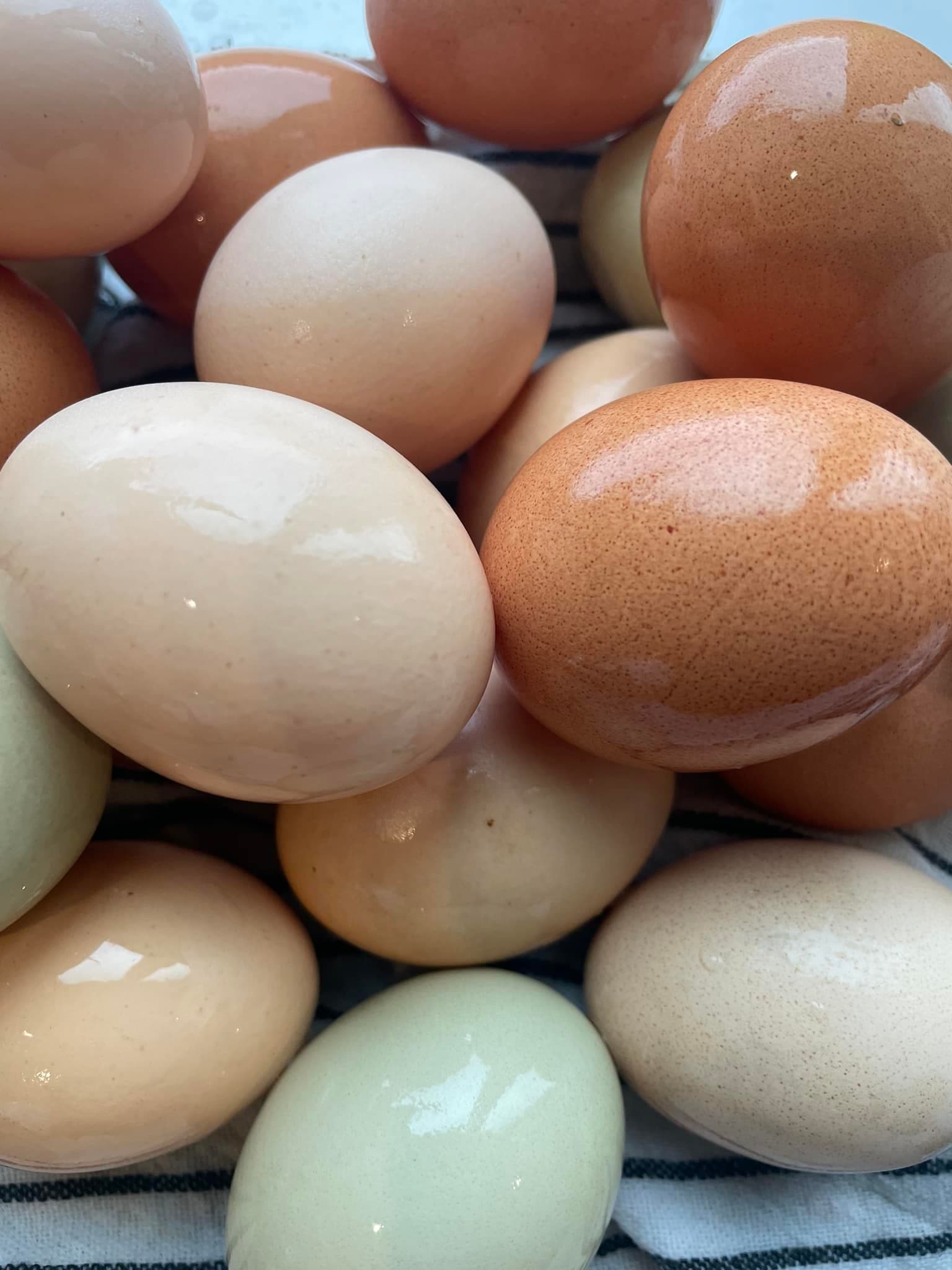 White Clover Family Farm