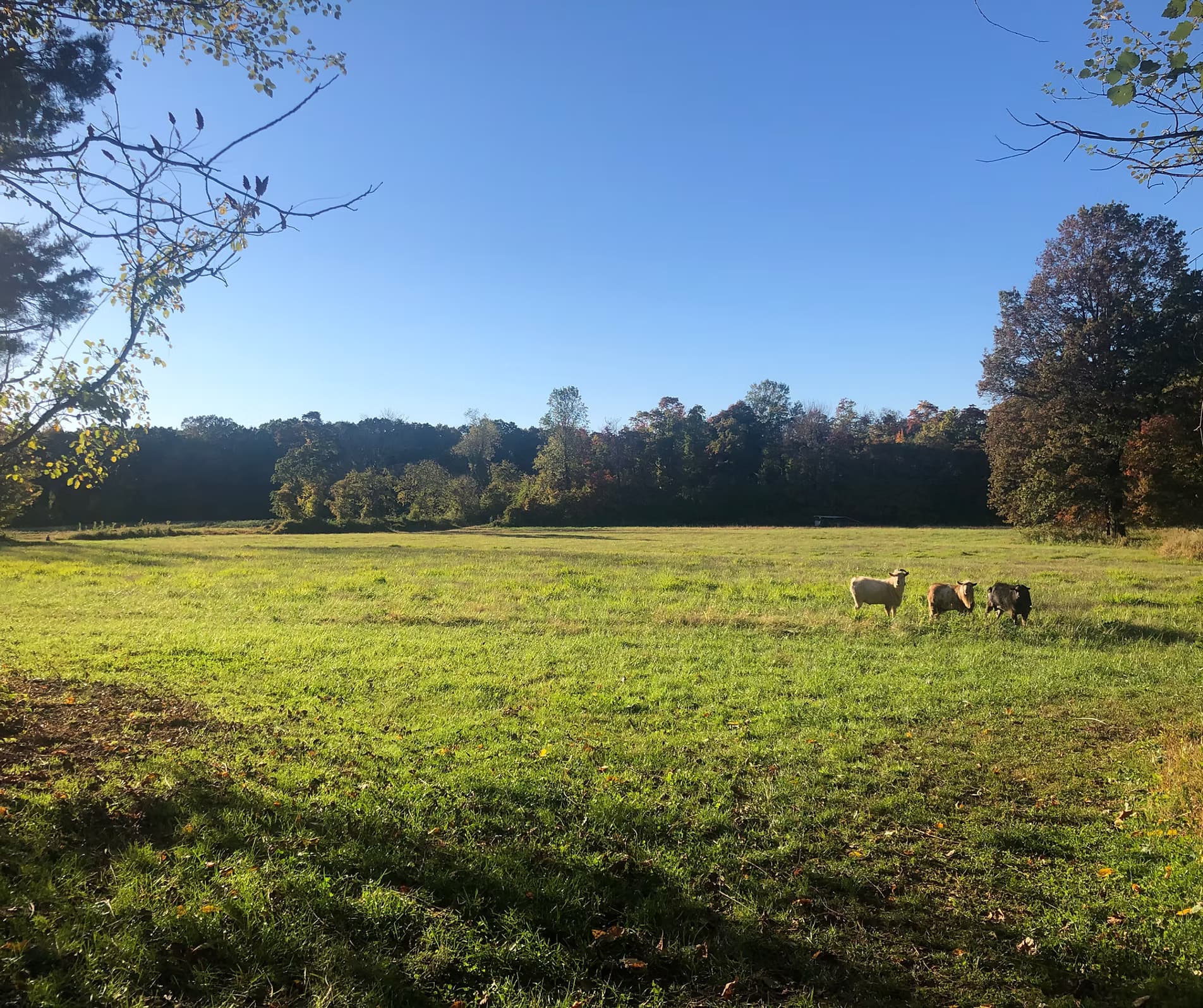 Steinmetz Family Farm