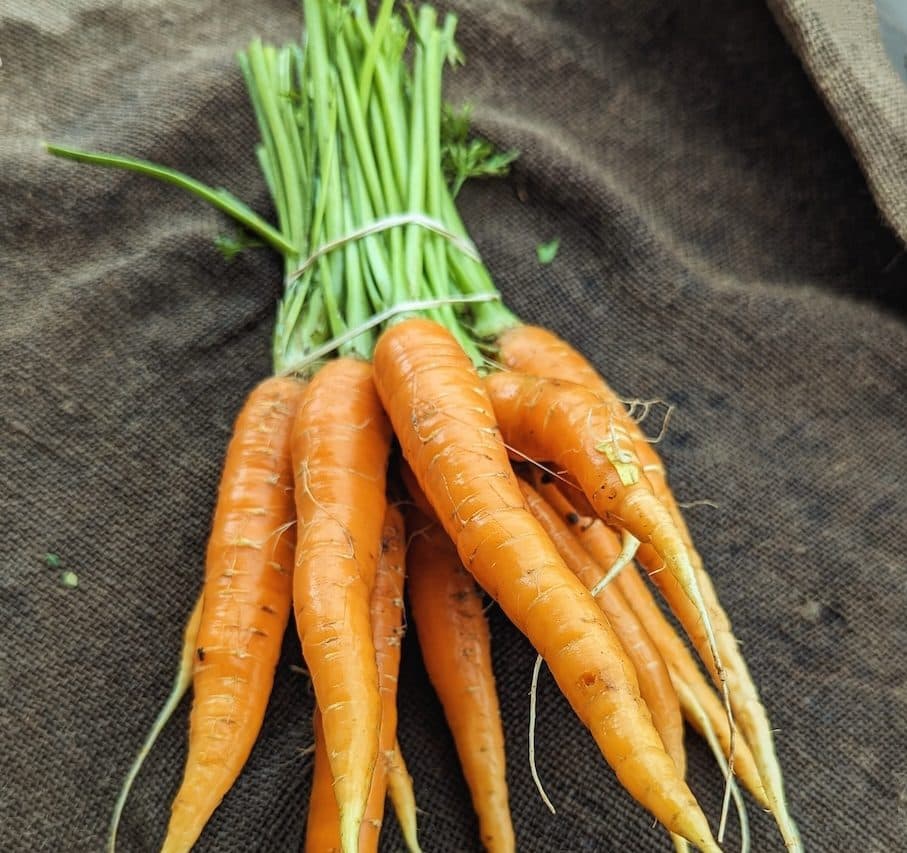 Chickadee Creek Farm