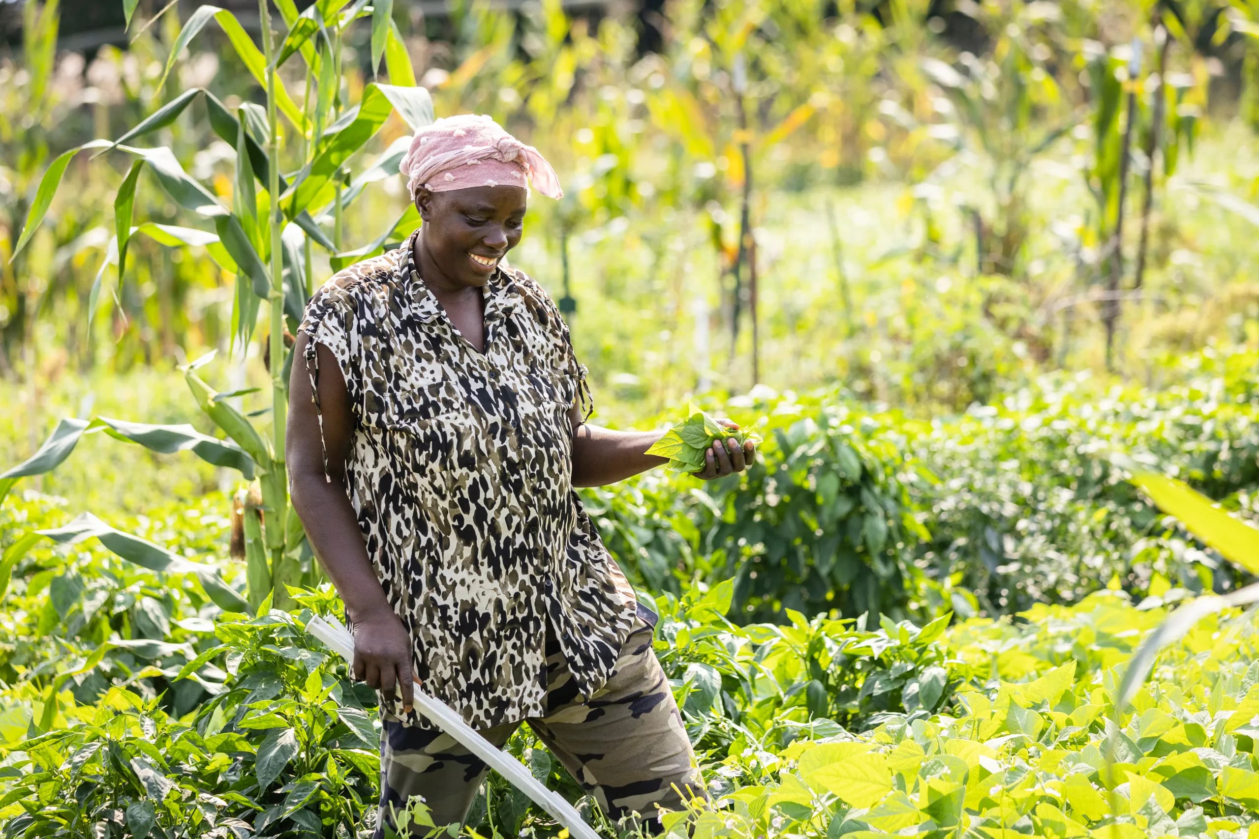Global Greens Farm: Lutheran Services in Iowa