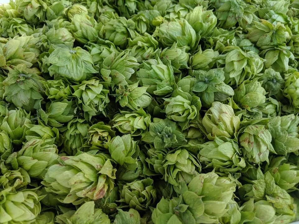 La Capilla Hops Farm