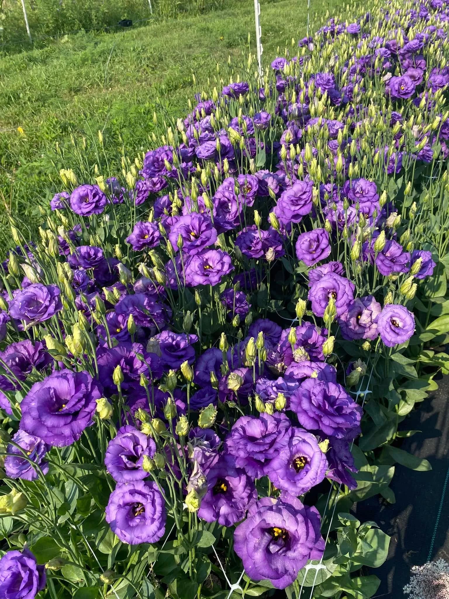 Haney's Veggies and Blooms