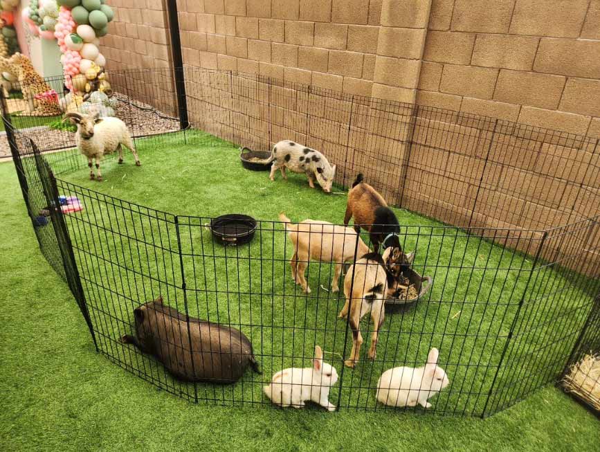 One Of A Kind Petting Zoo