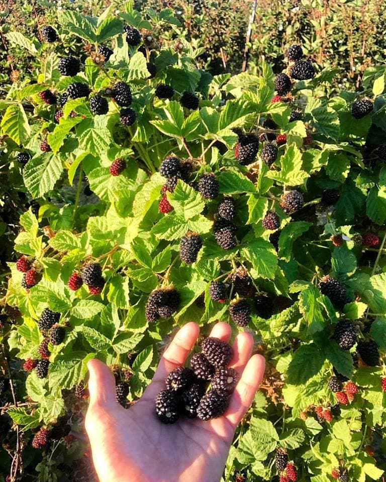 U-Pick at Webb Ranch