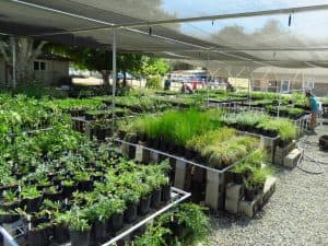 SacValley CNPS Nursery & Gardens