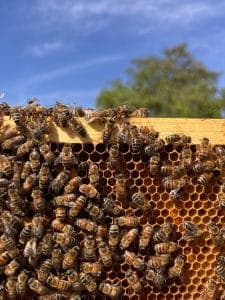 Sacred Roots Herbal Sanctuary