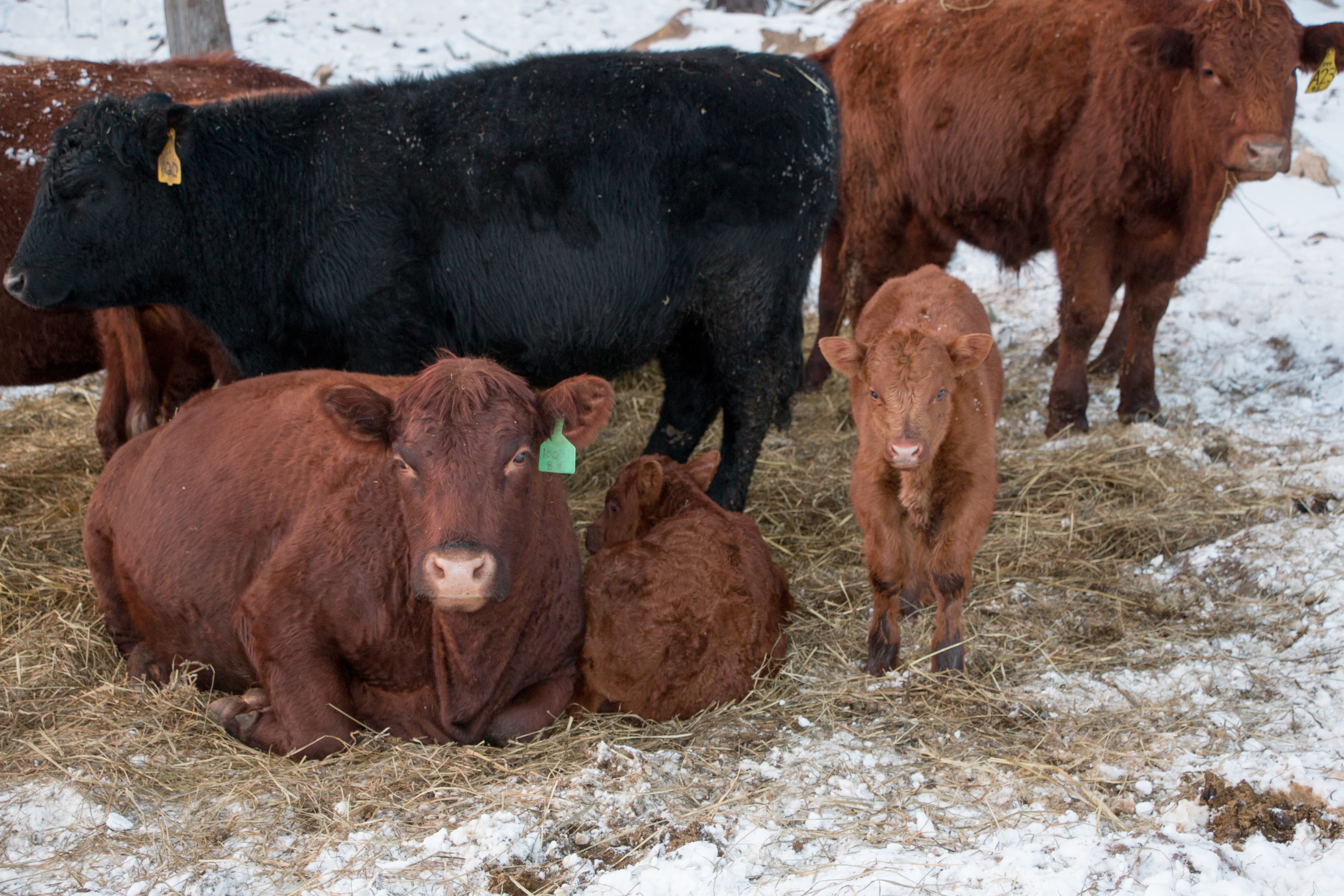 KALON FARM, Grass-Fed Beef, Farm-To Table, Local Meat