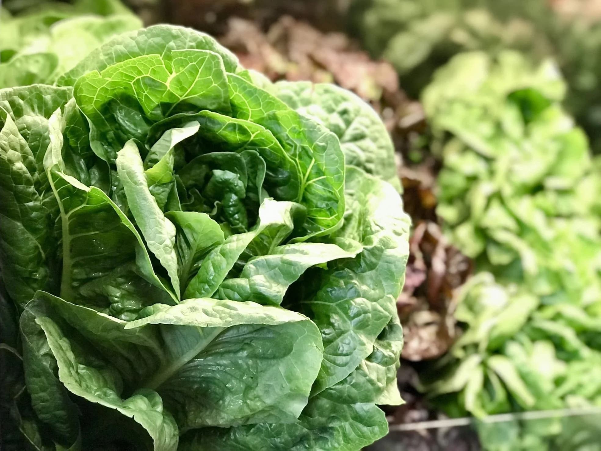 Blue Sky Organic Farms