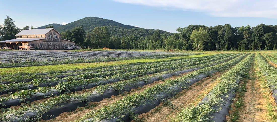 Rise ‘n Shine Organic Farm