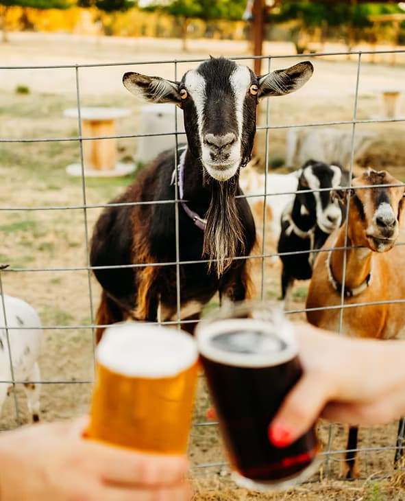 GoatHouse Brewing Co.