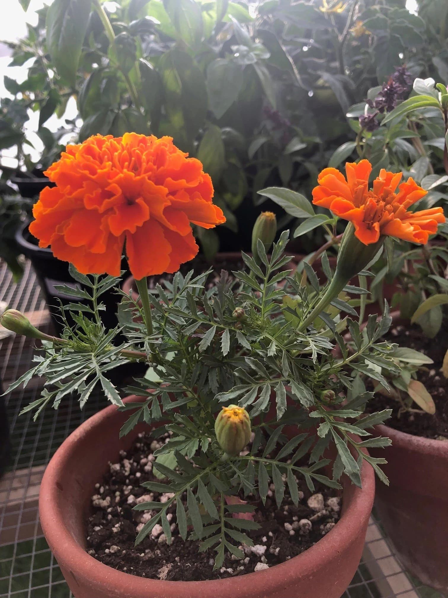 Well Rooted Produce and U-Pick