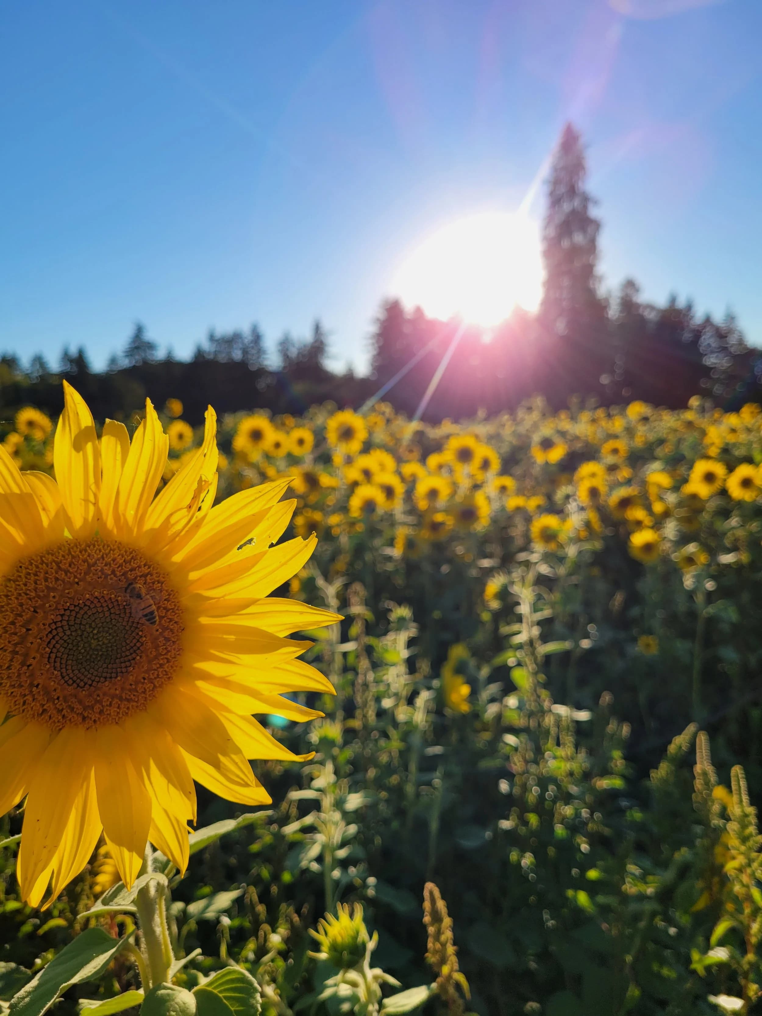 Papa's Pumpkin Patch