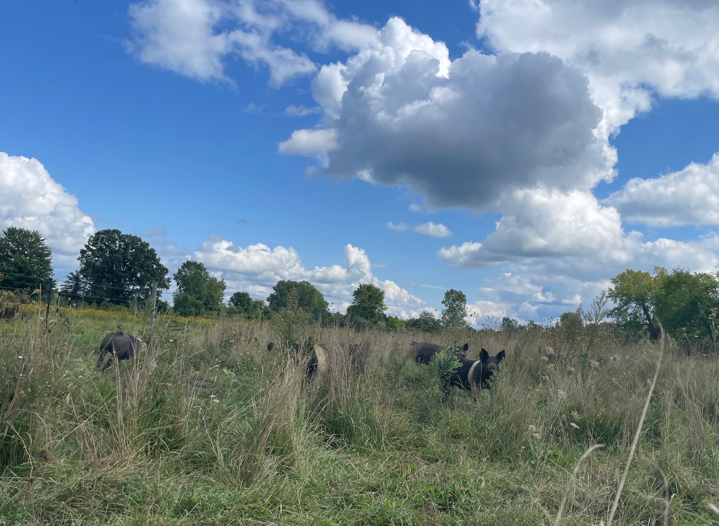 Naked Acres Family Farm