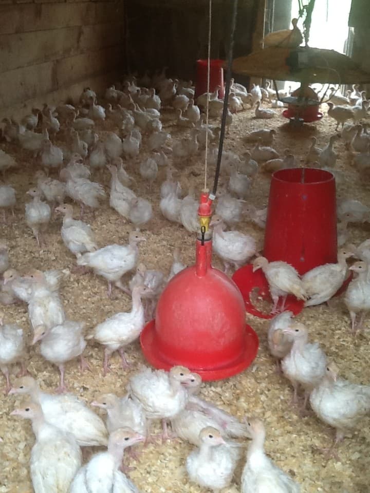 Pine Tree Poultry