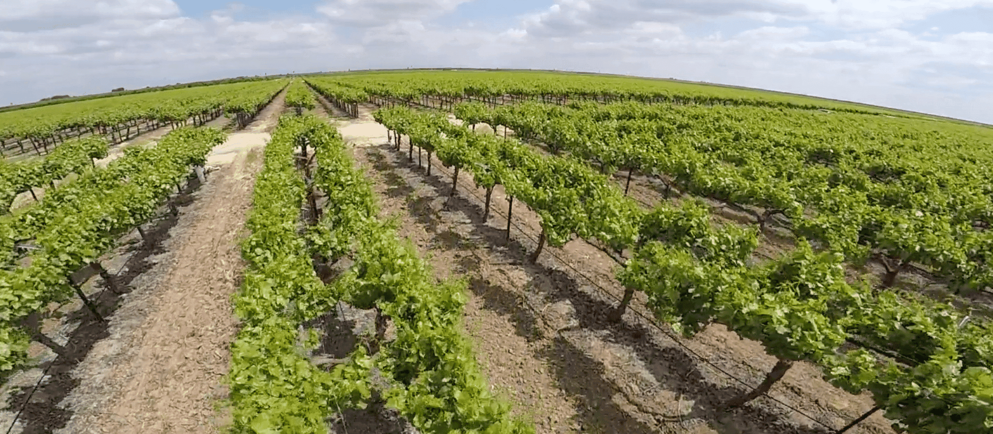 Jasmine Vineyards Inc