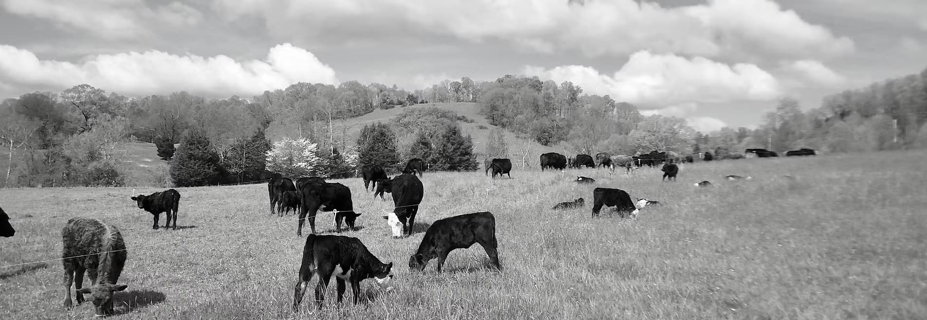 Foothill Frolic Farm on Gammon Creek...grassfed, regenerative, organically grown & raised