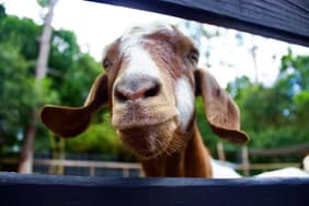 HorsePower for Kids & Animal Sanctuary