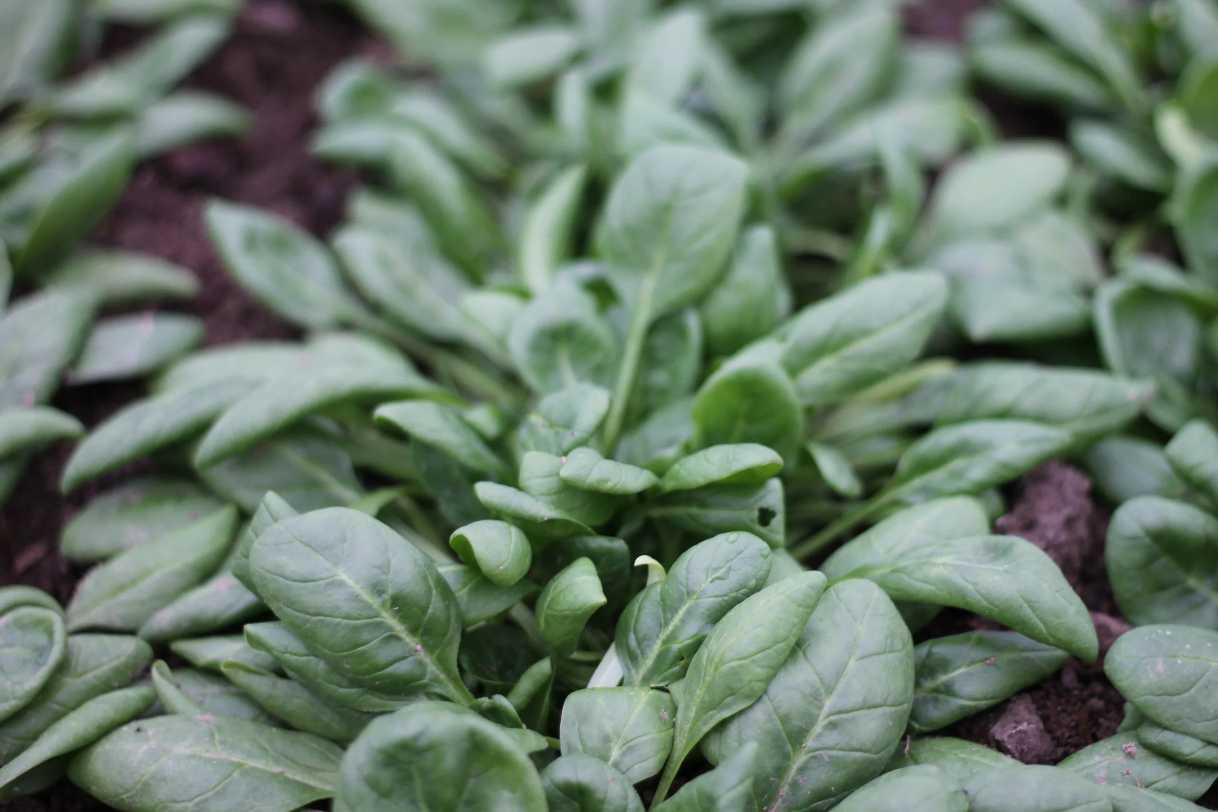 Dandelion Spring Farm & The Hive