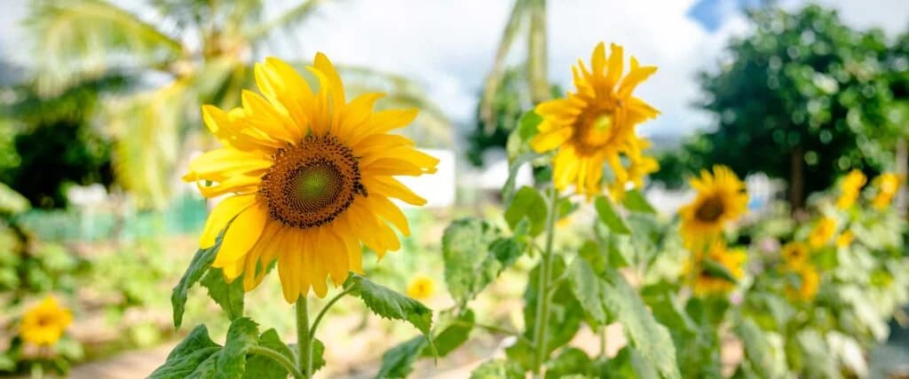 Sun Farm Hawaii