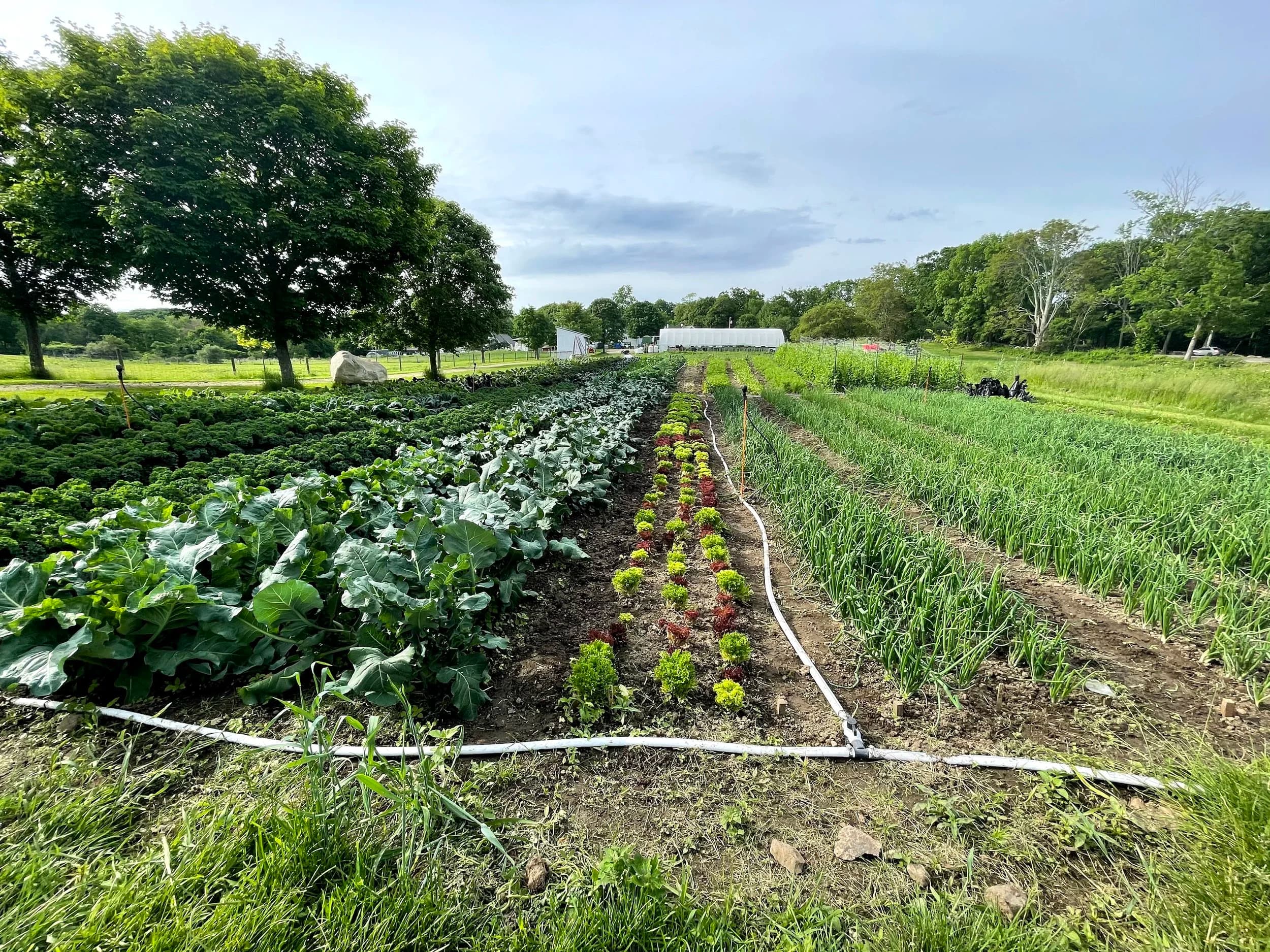 Codman Community Farms