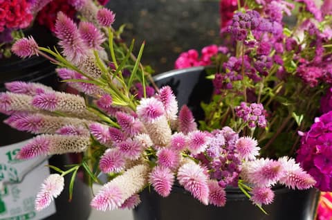Oberlin Farmers Market